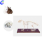 Customized Plastic Cat Animal Skeleton Models manufacturers From China