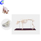 High Quality Dog Animal Skeleton Model for Sale Wholesale - Guangzhou MeCan Medical Limited