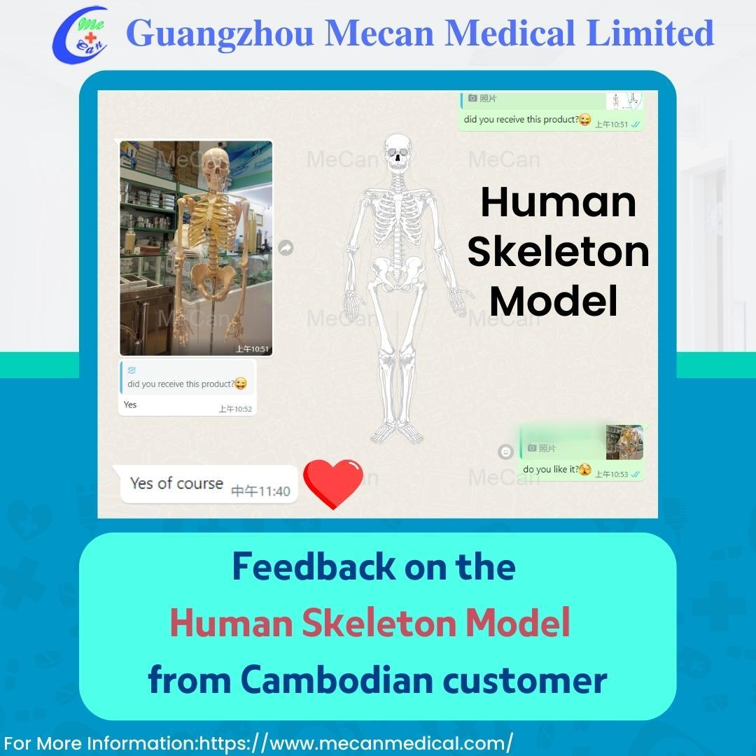 Отзиви за модела на човешки скелет от камбоджански клиент | MeCan Medical