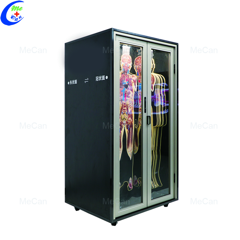 Best Quality 3D Printing High-definition Human Tansection Layer Model Factory