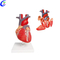 Nlereanya obi mmadụ anatomical n'ogbe nwere ọnụ ahịa dị mma - MeCan Medical
