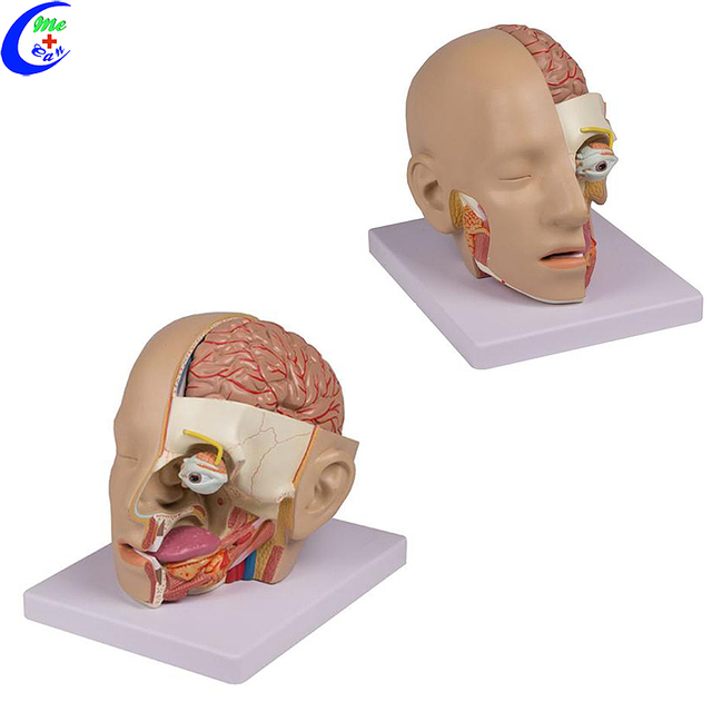 כאָולסייל מענטש פּלאַסטיק מאַרך 3 ד מאָדעל מיט אַ גוט פּרייַז - MeCan Medical