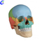 Model de crani de color d'anatomia humana m&egrave;dica a l'engr&ograve;s amb bon preu - MeCan Medical