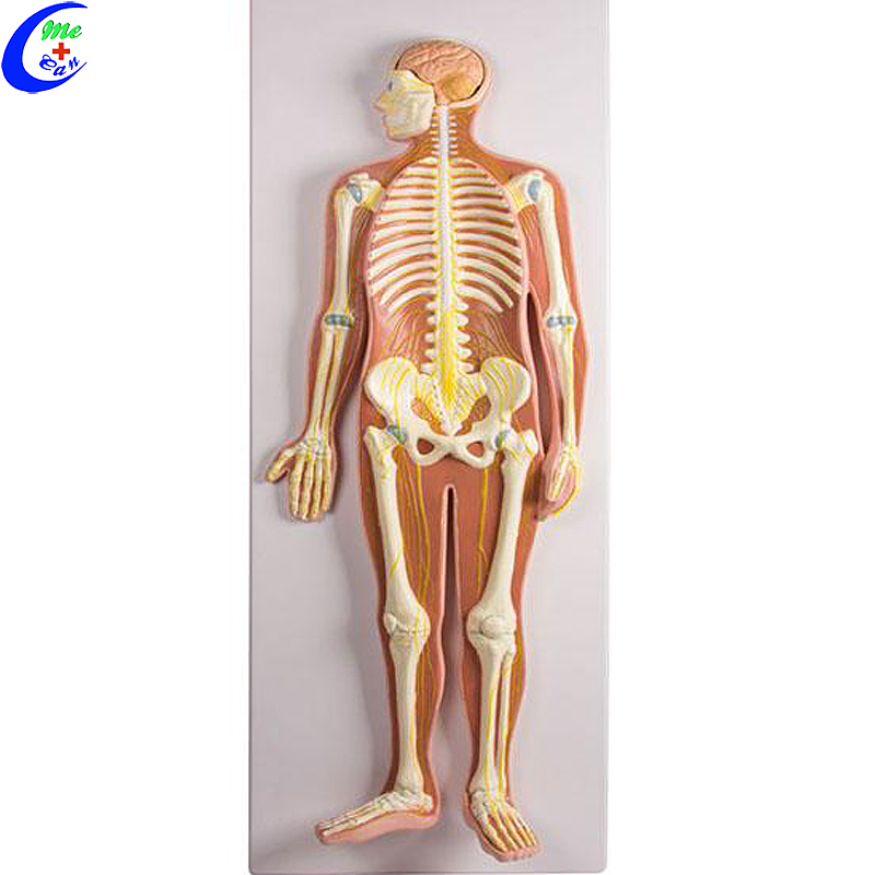 High Quality Human Anatomy Nervous System Model Wholesale - Guangzhou MeCan Medical Limited