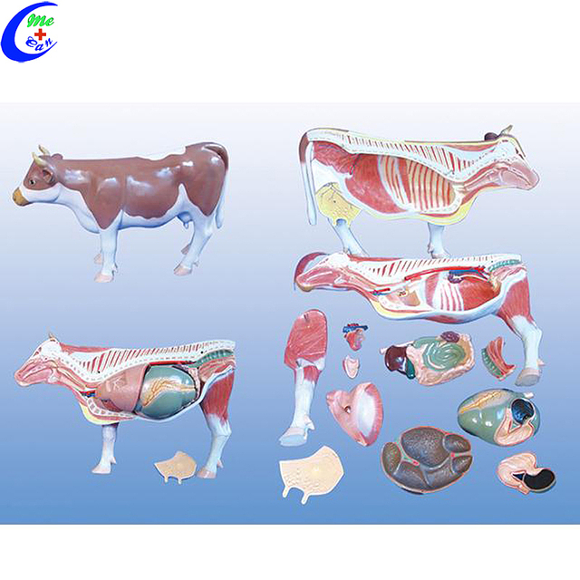 High Quality Simulation Cow Anatomical Model Wholesale - Guangzhou MeCan Medical Limited