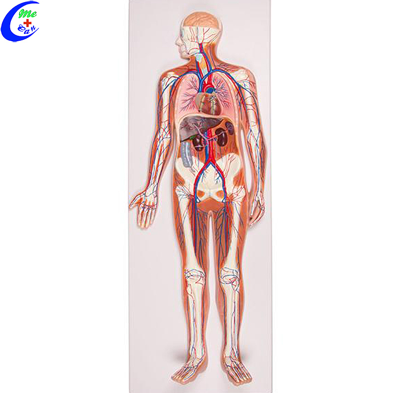 Best Quality Medical Human Anatomical Model Blood Circulation Model Factory