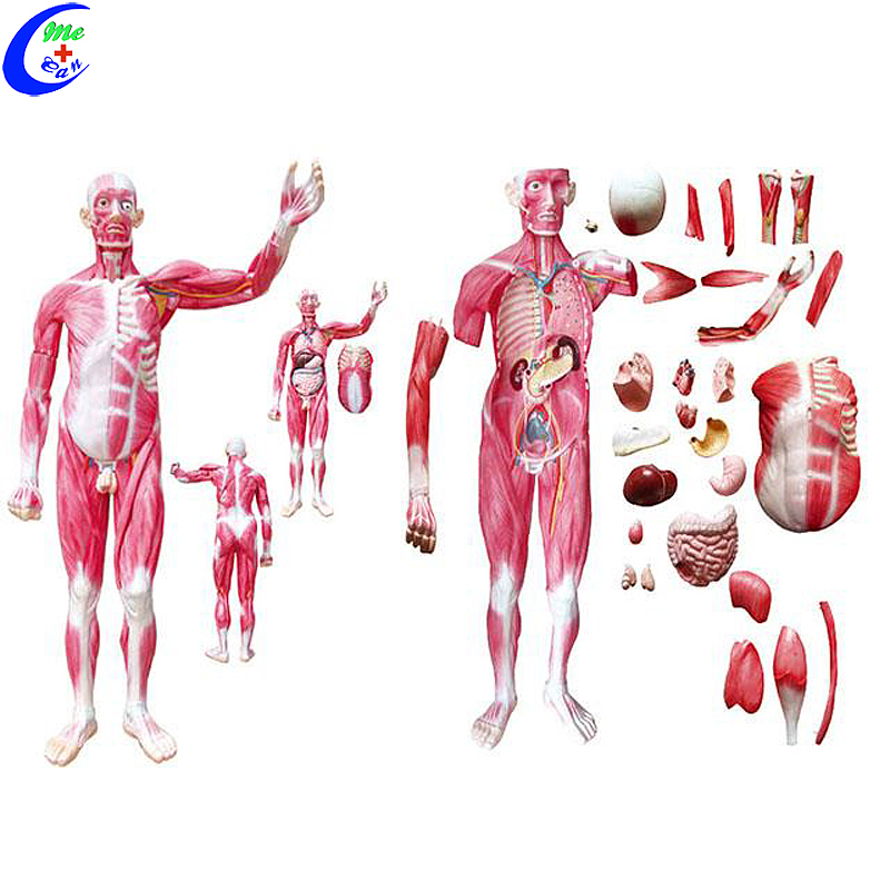 Best Human Whole Body Muscle Anatomy Education Model Factory Price - MeCan Medical