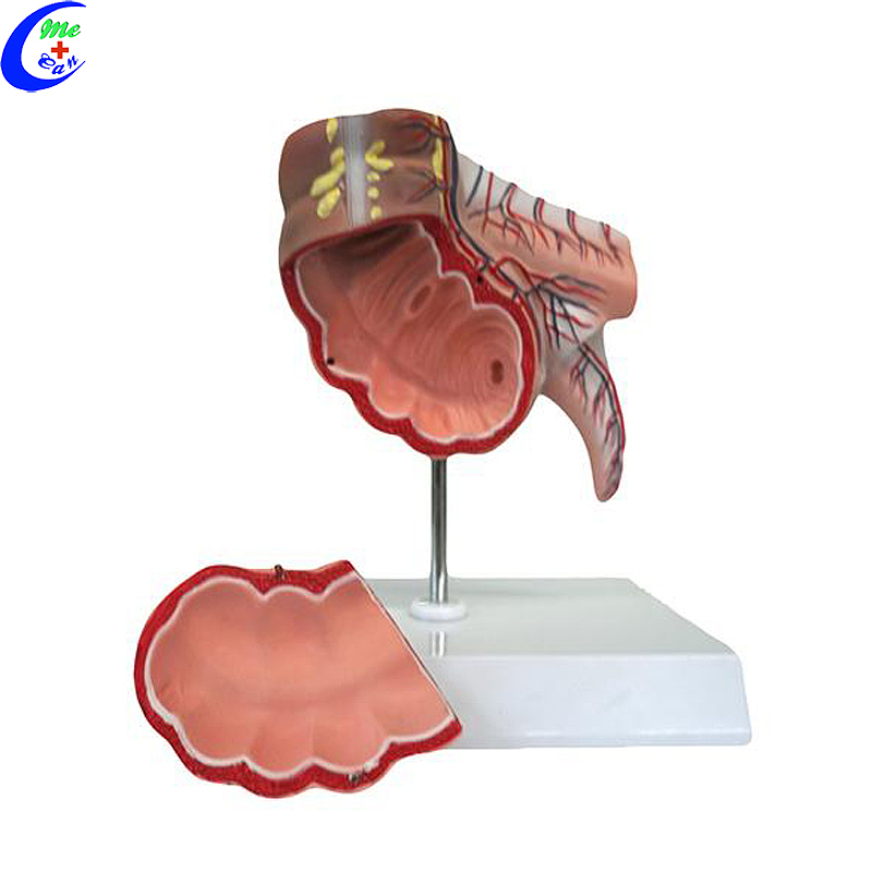 China Human Digestive System Anatomy Model manufacturers - MeCan Medical