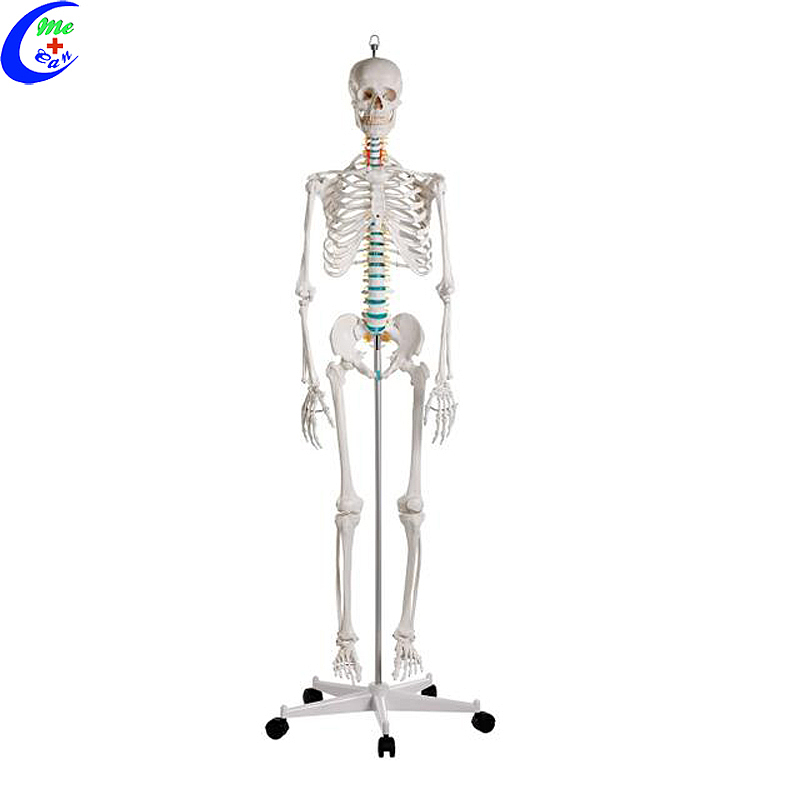 Wholesale Human Torso Skeleton Anatomy Model with good price - MeCan Medical