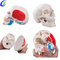 Velkoobchodn&iacute; model barevn&eacute; lebky Medical Human Anatomy za dobrou cenu - MeCan Medical