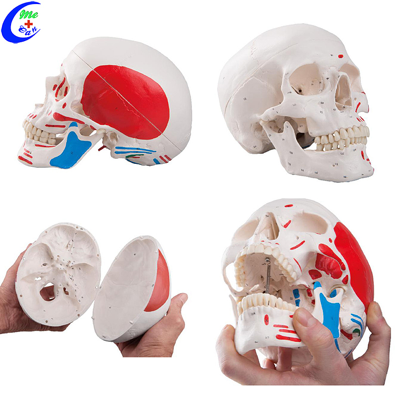 Wholesale Medical Human Anatomy Colored Skull Model with good price - MeCan Medical