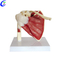 Professional Shoulder Anatomy Models with Muscles and Ligaments for Students manufacturers