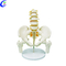 Mellor modelo anat&oacute;mico de columna vertebral Modelo de columna vertebral flexible de cores Prezo de f&aacute;brica - MeCan Medical