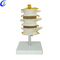 High Quality Human Anatomy Spine 3D Model Wholesale - Guangzhou MeCan Medical Limited
